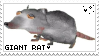 Giant Rat That Makes All of The Rules
